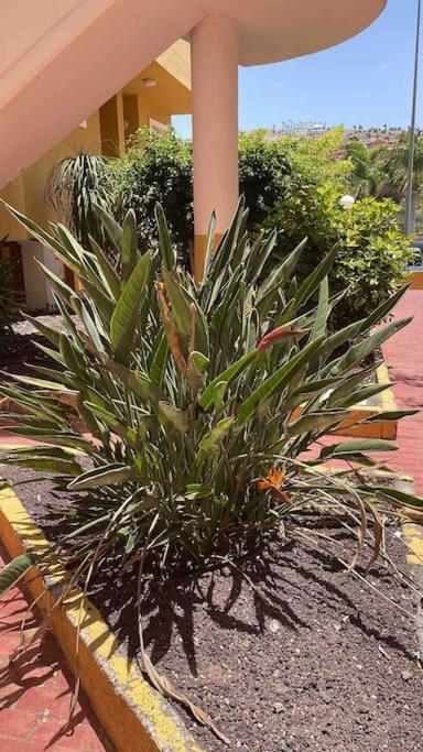 Costa Adeje, 2 Bedrooms Apartment Exterior foto